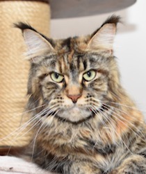 Villa Park*PL maine coon cattery