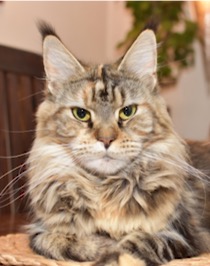 Villa Park*PL maine coon cattery