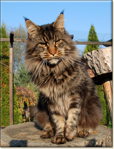 ESCUDO VELVET ROSE*PL JUNIOR WINNER - Villa Park*PL ESCUDO VELVET ROSE*PL JUNIOR WINNER - Villa Park*PL