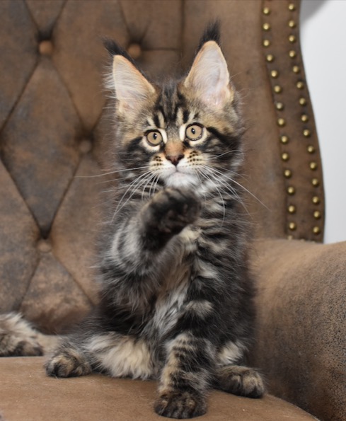 maine coon kittens Villa Park*PL